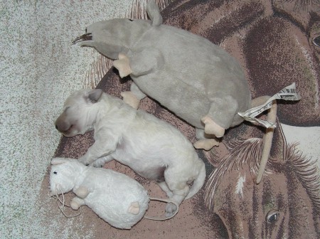 ... něco mezi myší a potkanem.